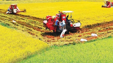 九龙江三角洲需加大农业结构重组工作
