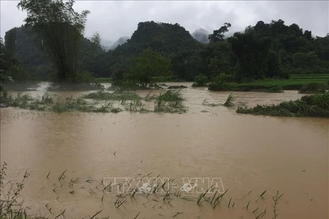 高平省出现强降雨 导致900多间房子被淹 部分水稻和农作物受损