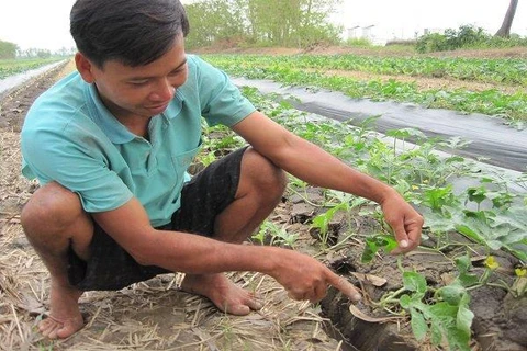 九龙江三角洲农民自主培育的西瓜种子满足日本的要求