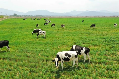 推动奶牛养殖业发展 进一步扩大出口力度