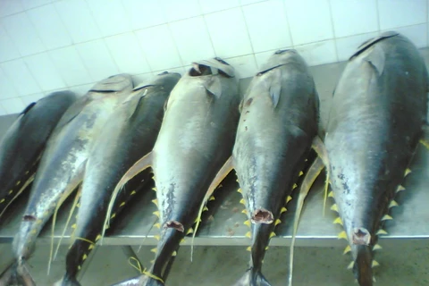  越南金枪鱼向意大利出口急剧上升