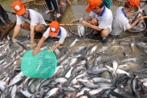 九龙江三角洲地区各省市探讨进一步促进查鱼出口的措施