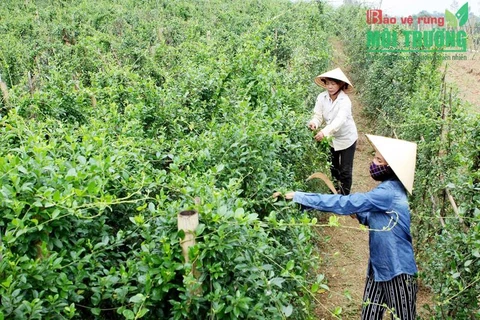 药材种植模式帮助广平省山区农民脱贫致富 
