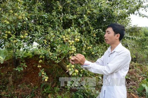 安沛省穆庚寨县集中推进山楂树种植模式