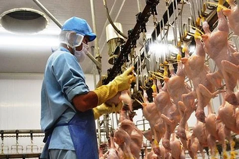 泰国对中国的鸡肉产品出口激增