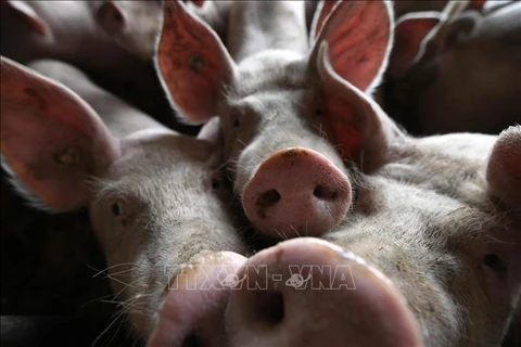 菲律宾首都马尼拉出现非洲猪瘟
