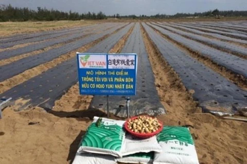 广义省采用日本大蒜种植技术 