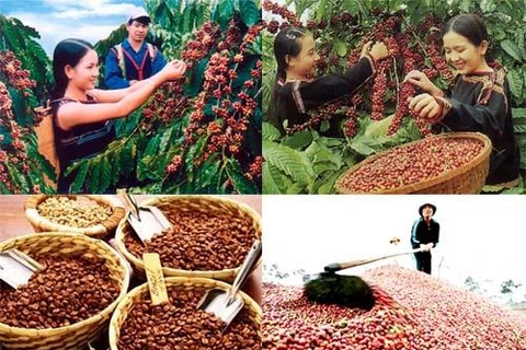 美国媒体高度评价越南咖啡出口的跨越性增长