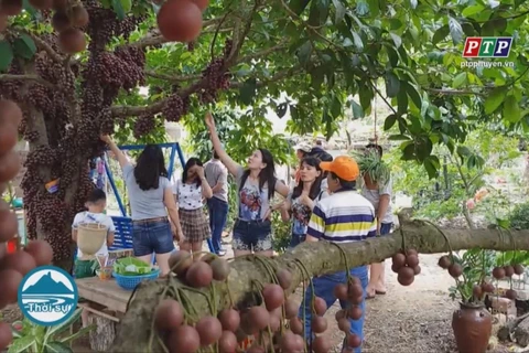  富安省把榔色果园打造成为可持续发展旅游产品