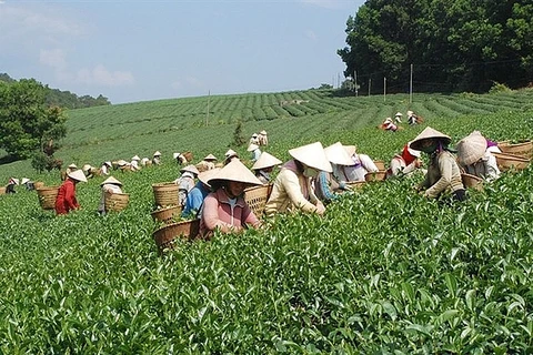 越南茶叶对中国出口平均价格猛涨
