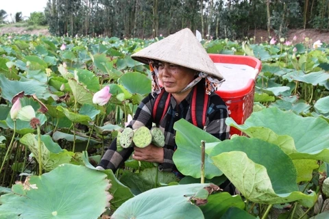 坚江省农民实现农业结构调整 广泛稻田种植莲花