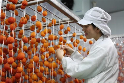 采用日本技术的柿饼生产厂正式投运