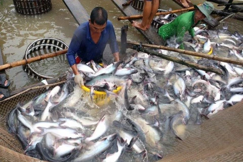 越南查鱼向马来西亚出口呈突破性增长 