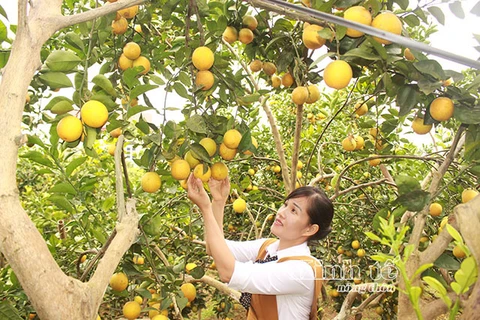 北江省注重柑桔类水果可持续发展及面向出口