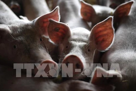 印尼官员证实爆发非洲猪瘟 