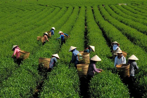 宣光省：绿色茶叶种植模式帮助居民脱贫致富