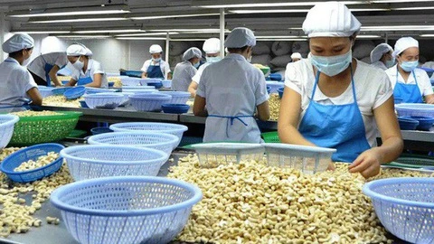 2019年越南腰果果仁出口量和未加工腰果进口量均创下新纪录