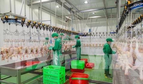 西宁省年产量500万只的家禽屠宰厂投入运行