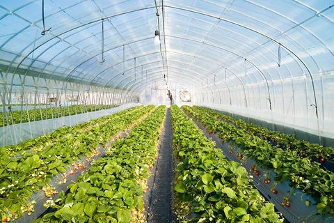 林同省实现农产品市场多样化发展