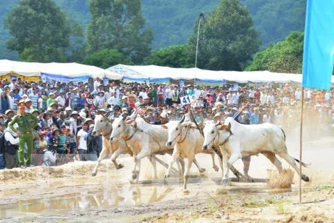 安江省力争让七山赛牛节成为国际性赛事 