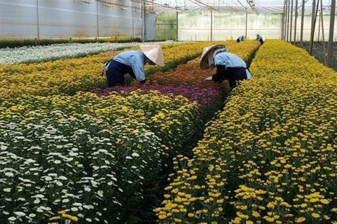 林同省大叻市花卉出口额猛增