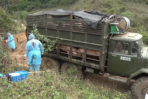 山萝省发现并销毁大量从老挝非法运输到越南的生猪