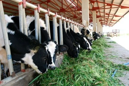 河南省可持续发展奶牛养殖业 