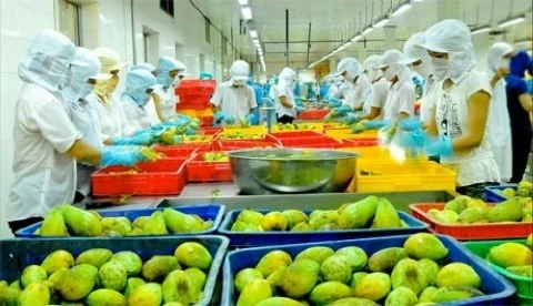 越南农业部门保持今年出口总额达420亿美元的目标