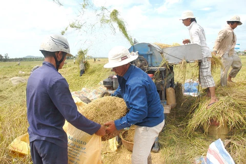 阮春福总理：控制大米出口 确保粮食安全