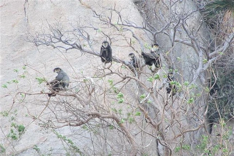 大量珍贵叶猴在宁顺省海岸森林出现