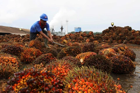 受新冠肺炎疫情的影响印尼的棕榈油出口量下降34%