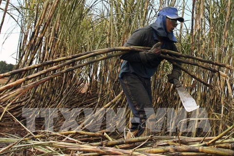 严重旱情对泰国制糖业产生影响