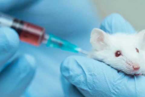 越南在实验小鼠上进行新冠肺炎疫苗动物实验