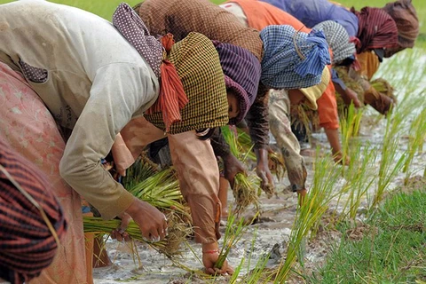 柬埔寨增加农业财政支持