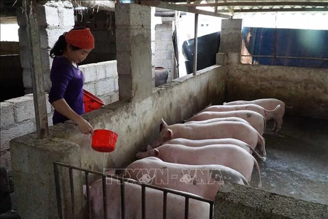 越南全国16个省市非洲猪瘟疫情仍在持续