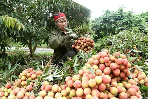 越南与中国继续加强农产品贸易交往