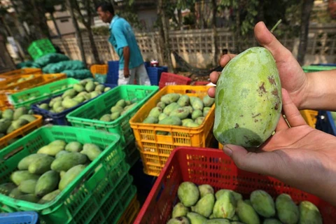 每年柬埔寨可向中国出口50万吨芒果