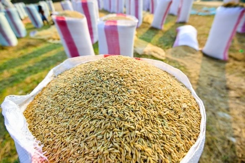 2020年初至今柬埔寨对越南出口的稻谷量达近100万吨