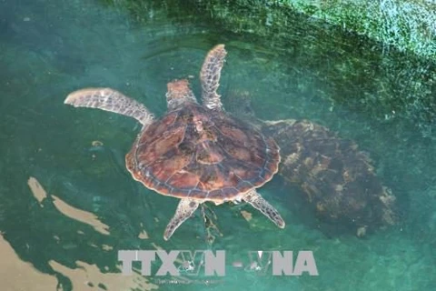 广治省努力保护珍稀海龟