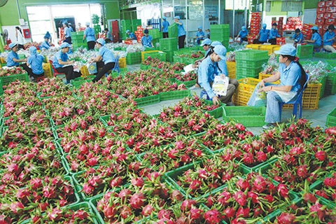 中国辽宁港集团新开“大连—越南”航线：越南蔬果加大对中国出口的良机