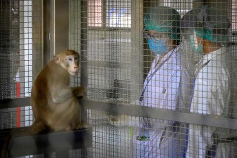 泰国新冠病毒疫苗猴体实验已注射第2针预计10月进行人体实验