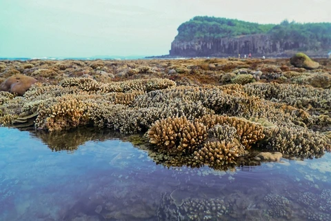越南旅游：独特的燕礁——“地上水宫”