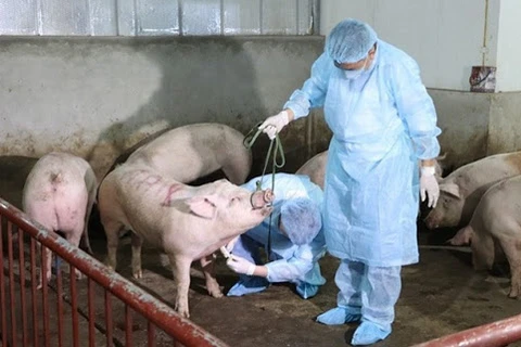 越南全国19个省出现非洲猪瘟疫情