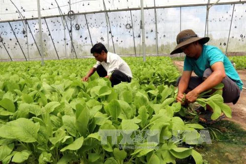 柬埔寨将与日本企业签署蔬菜合作,投资与发展谅解备忘录