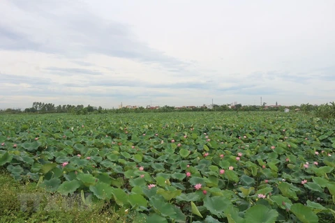 河南省正进入莲子收获的季节