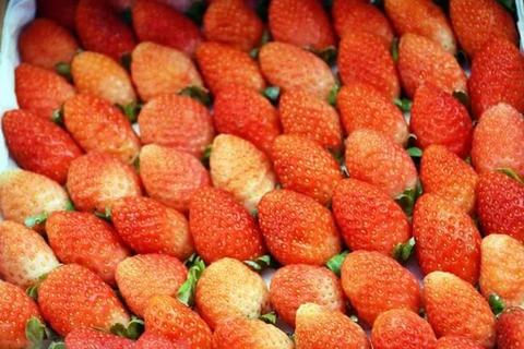 林同省公安查获正在运往大叻市销售的8.3吨来历不明草莓