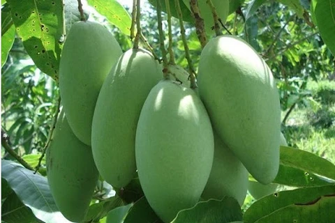  越南未成熟芒果在澳大利亚市场上越来越受欢迎