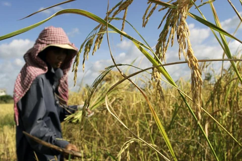 2020年农业为柬埔寨国内生产总值贡献32%