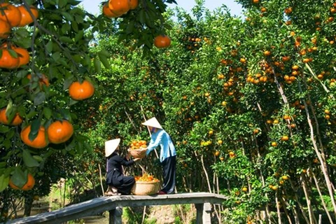 九龙江三角洲地区将果树种植面积扩大15万公顷