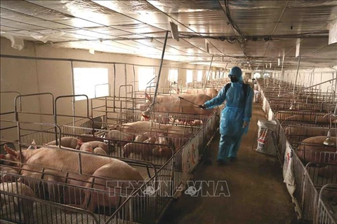 越南需要近2290亿越盾开展非洲猪瘟疫情防控工作